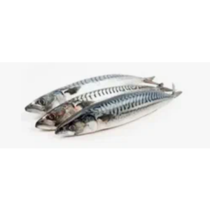 Скумбрия с/г в пряной заливке 1кг