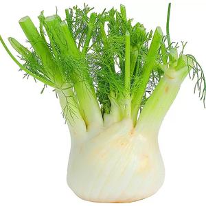 Фенхель свежий 100г